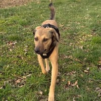 🧡Sanfte Chai sucht Dich 🧡, Hündin zur Adoption