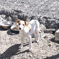 Sage, Hund zur Adoption