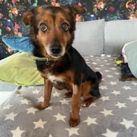 Liebesbedürftige Linn sucht Zuhause, Hündin zur Adoption