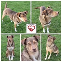 Till sucht sein Zuhause, Hund zur Adoption