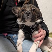 Kuschelige Nusha💜 sucht liebes Heim, Hündin zur Adoption