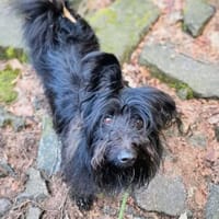 Ballou - ist kinderlieb, Hund zur Adoption