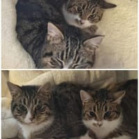 Elli u. Emma gerne zusammen, Katze zur Adoption