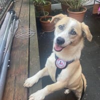 Emoji möchte die Welt entdecken, Hund zur Adoption