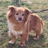 Yuki, sucht ein geduldiges Zuhause, Hund zur Adoption