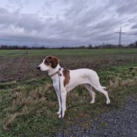 Frieda sucht leider eine neue Familie, Hündin zur Adoption