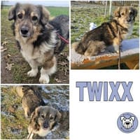 TWIXX -ruhiger, verspielter Kuschelbär, Hund zur Adoption