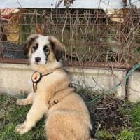 Corleone, unser Löwenherz, Hund zur Adoption