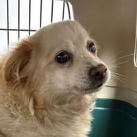 TALVI ist eine ganz süße Maus, Hündin zur Adoption