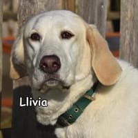 Llivia, Hündin zur Adoption