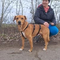 Hachiko, treuer Begleiter, ca. 8 Jahre, Hund zur Adoption