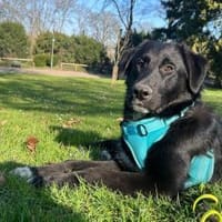 Cosmo - Schäfi-Mix in 55116 Mainz, Hund zur Adoption