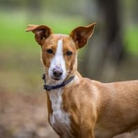 Diva -fröhlich, nett, aktiv, Hündin zur Adoption