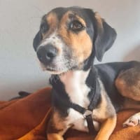 Wanja - lernwillig, aber unsicher, Hündin zur Adoption