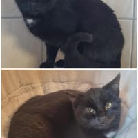 Hanni, Katze zur Adoption