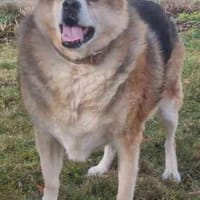 Lucky, su. ebenerdiges Zuhause, Hund zur Adoption