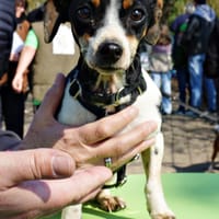 Laila, menschenbezogen, zart, neugierig, Hündin zur Adoption