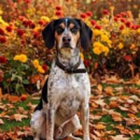 Benson 3 (zur Pflege in 06889 Luthersta), Hund zur Adoption