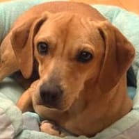 Fern 2 (zur Pflege in 80796 München), Hündin zur Adoption