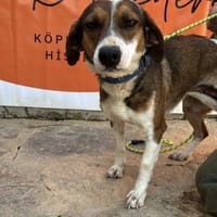 Trixie💜sucht Pflegestelle/Endstelle, Hündin zur Adoption