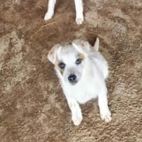 Kleiner lieber Ole sucht seine Familie, Hund zur Adoption