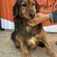 Corali💜sucht Pflegestelle/Endstelle, Hündin zur Adoption