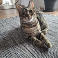 Unsere kleine Ameise Mrva, Katze zur Adoption