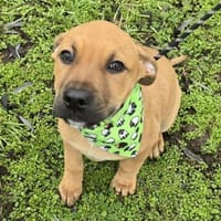 Macchiato - Herzensbrecher, Hund zur Adoption