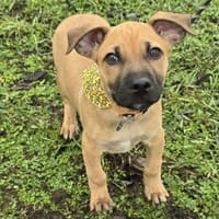 Cortado Knautschgesicht, Hund zur Adoption