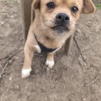 Gurki, vorsichtiger Zwerg, ca. 1 Jahr, Hund zur Adoption