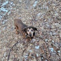 Wer hat ein ❤ für BEKA 🙏??, Hündin zur Adoption