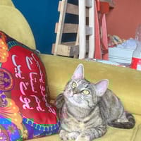 Carol, verspieltes Tigermädchen, ca. 8 M, Katze zur Adoption