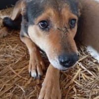 Lexi 58 cm (Pflegestelle), Hündin zur Adoption