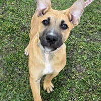 Capuccino mit dem gewissen Etwas, Hund zur Adoption