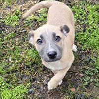 Latte - verschmustes Hundemädel, Hündin zur Adoption