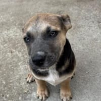Troy gutaussehend, blauäugig - sucht, Hund zur Adoption