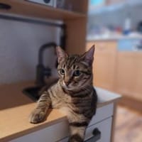 Mats, kuschelige Frohnatur, ca.10 Monate, Kater zur Adoption