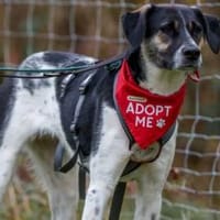 Wer hat ein warmes Körbchen für Diana?, Hündin zur Adoption