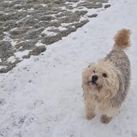 Benji, auf einer Pflegestelle, Hund zur Adoption