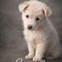 Caramello 💜 Familienanschluss gesucht, Hund zur Adoption