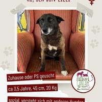 Lilli sucht ein Zuhause / Pflegestelle, Hündin zur Adoption