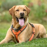 MR. SAM braucht klare Führung, Hund zur Adoption