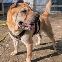 Otto, ich suche ein neues Zuhause, Hund zur Adoption