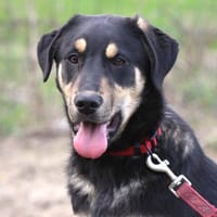 Marvin - von einer Müllhalde gerettet, Hund zur Adoption