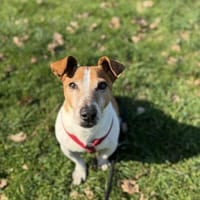 Chicco, Hund zur Adoption