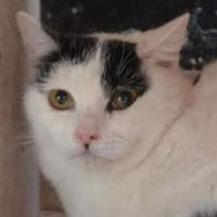 Indira - scheue Miez sucht Geborgenheit, Katze zur Adoption