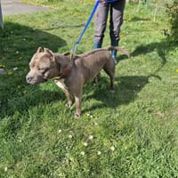 BLANKA PAA24177, chienne à adopter