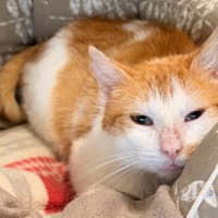 TIC, chat à adopter