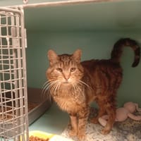 CHICHE, chat à adopter