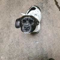 NYMPHE, chienne à adopter